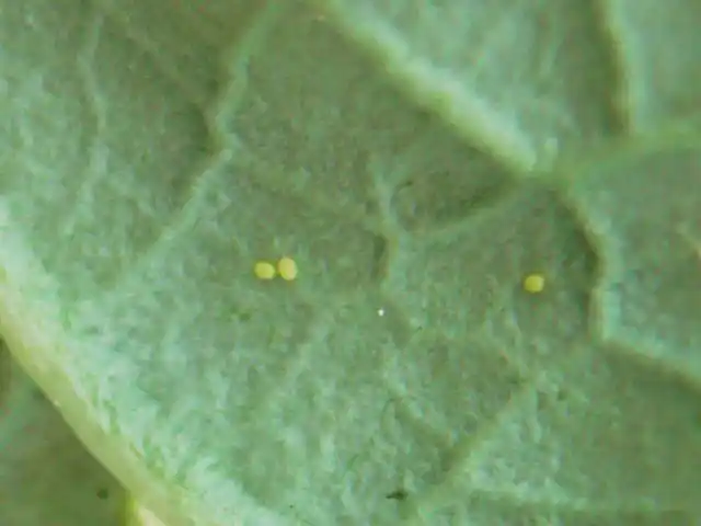 乡村微课堂蔬菜害虫高清图谱