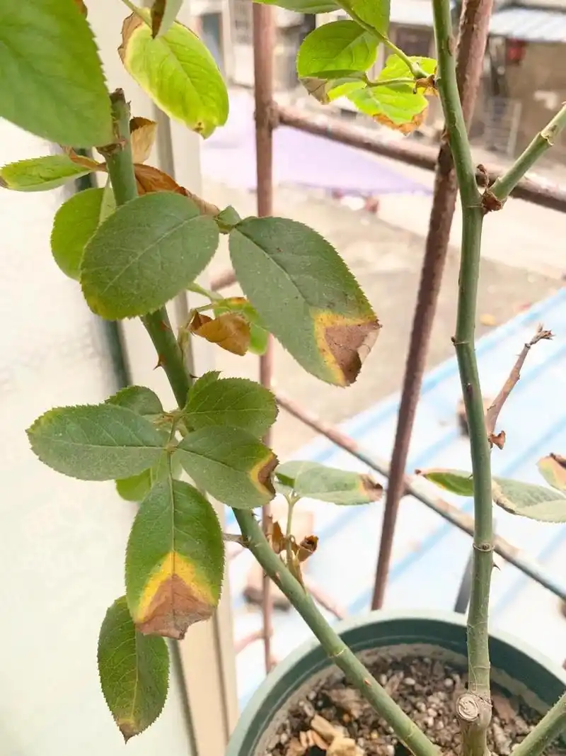 如果你发现你的月季叶子统一出现焦尖或者焦叶,请立刻大水冲洗土壤