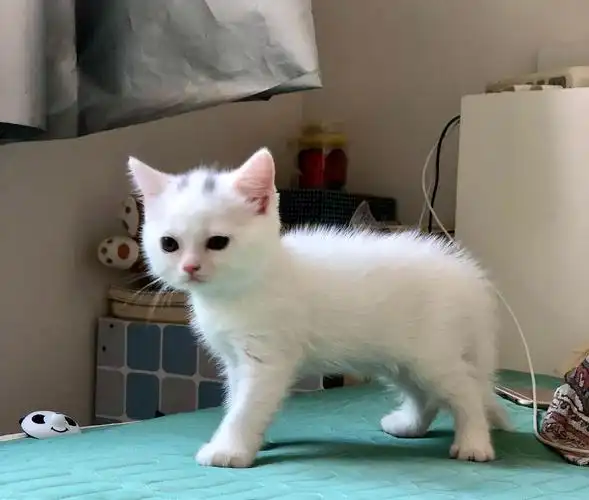 白色英短毛猫 有喜欢的吗 快两个月了