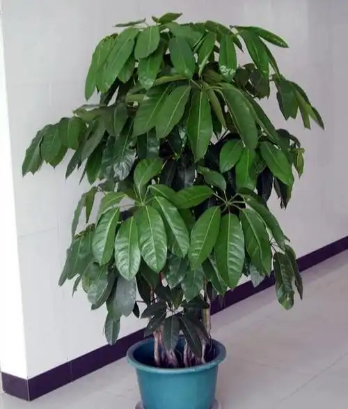 八方来财招财树,如何养护才能枝繁叶茂,和我一起学养护