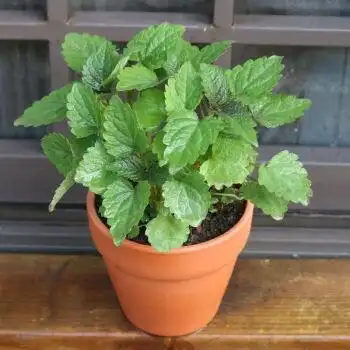 藿香盆栽四川合香山茴香蔬菜苗阳台客厅鱼香薄荷草四季可食用植物 朵