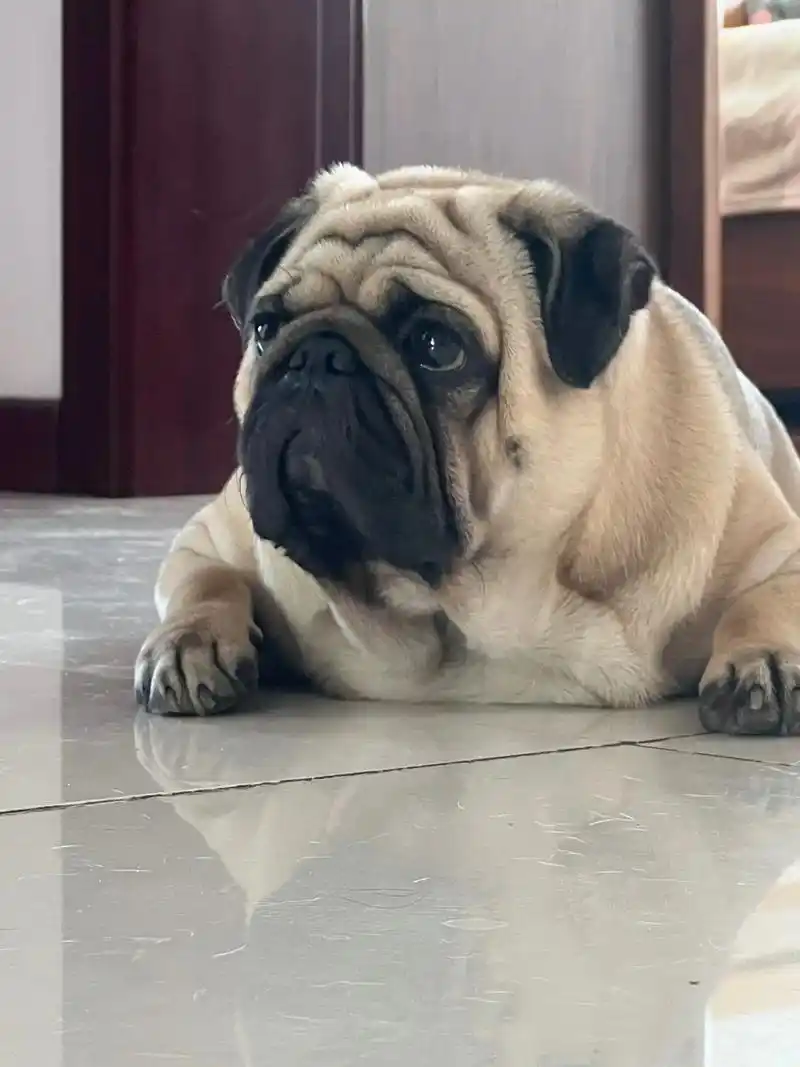 最萌巴哥犬 #这我的小狗快看啊 #实心小胖狗图片 #巴哥  - 抖音