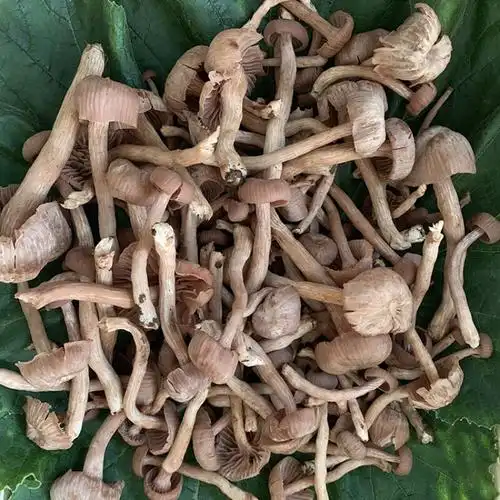 皮条菌新鲜蘑菇云南菌新鲜皮条菌500g