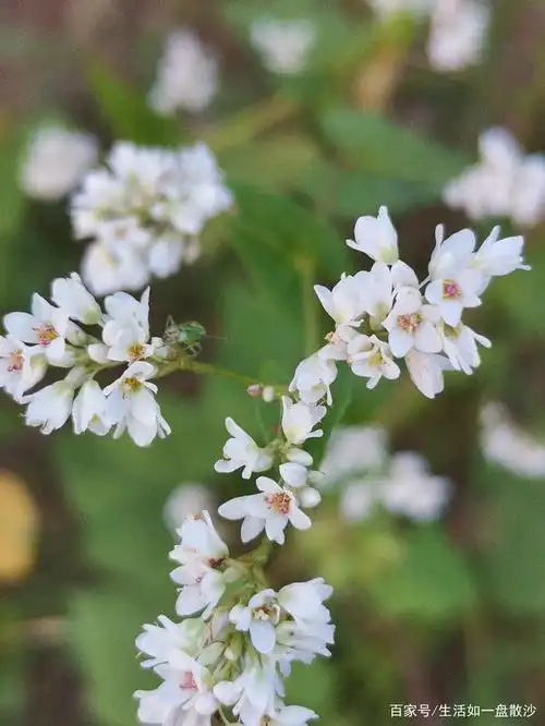 洁白的荞麦花