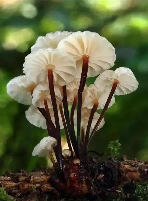 这些奇特的蘑菇你都见过没罕见的蘑菇