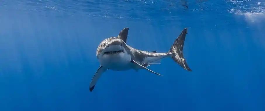 大白鲨3440x1440带鱼屏壁纸