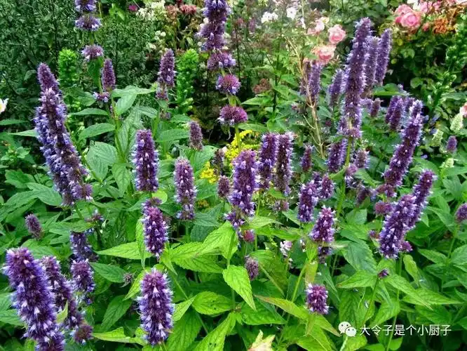 茴藿香anisehyssop知道与不知道的香草herb和香料spice怎么吃