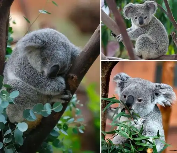 儿童画教程|艺术启蒙美术课程《可爱的小考拉》