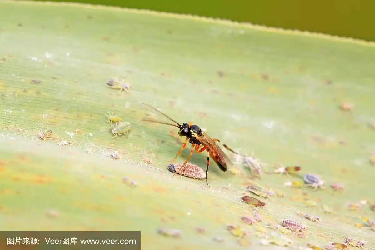 姬蜂在野外的绿叶上,特写图片