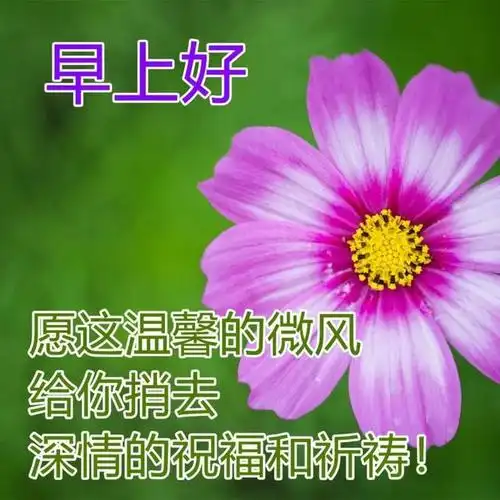 春季早晨最美的鲜花图片问候 早上好鲜花表情图片