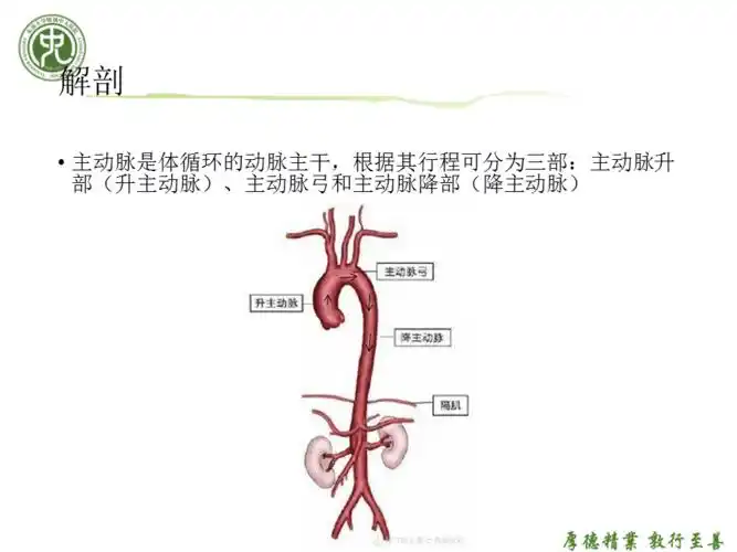 主动脉夹层介入术后患者的护理查房