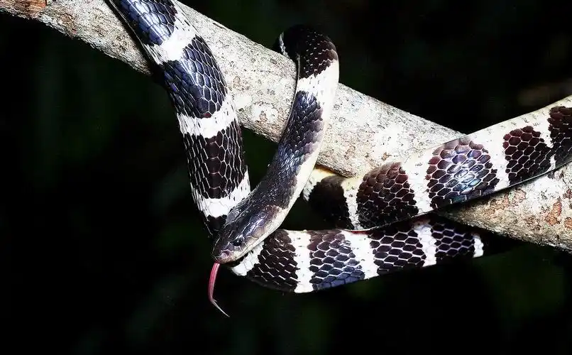 买银环蛇当宠物被咬后只用创可贴第二天进了icu