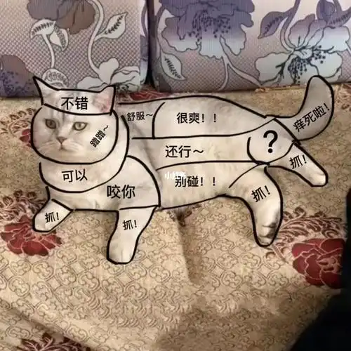 抚摸猫咪位置图