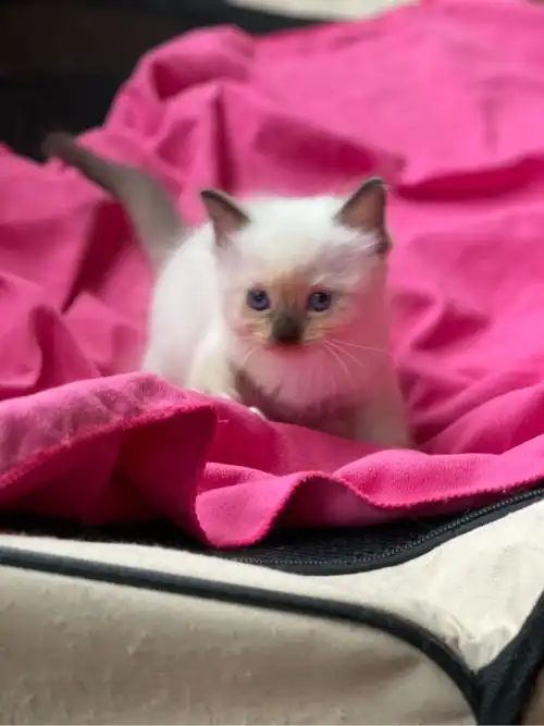 黑鼻子布偶奶猫找新家