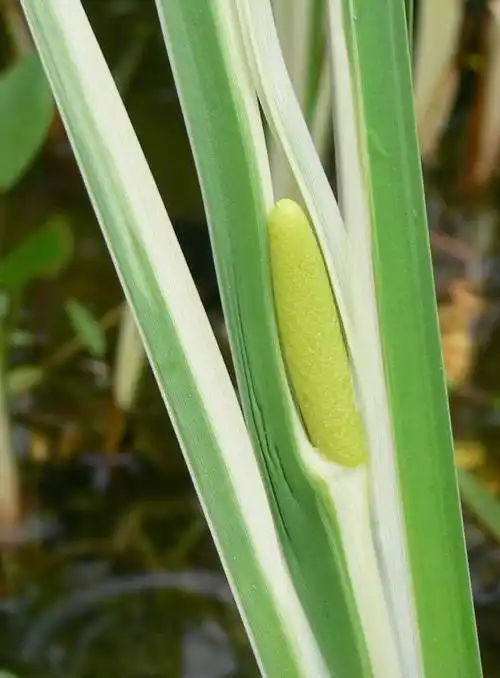 也叫做白菖蒲, a target="_blank" href="/item/藏菖蒲/5077321"