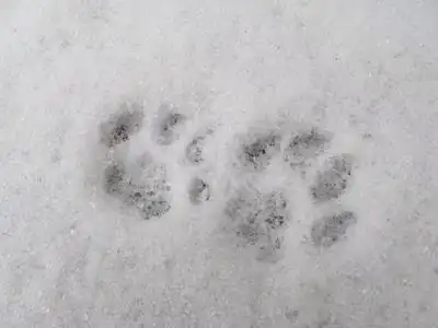 谁可以给我一张狗的脚印的图片?