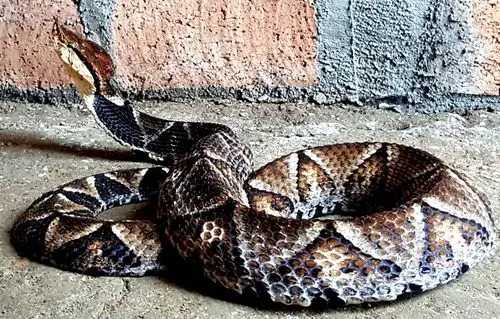 "岩头斑"书名"五步蛇"道真气候,环境条件都适合蛇类生存.