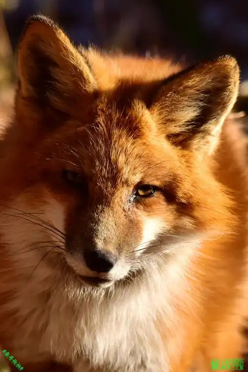 豪哥街拍# ——初雪消融中邂逅的小可爱——火狐狸——北国小城明珠