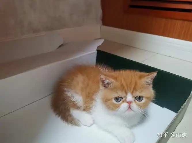 自家养超可爱加菲猫,品相如图 - 知乎