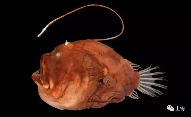 您的猜测是正确的,鮟鱇鱼和这躄鱼之间就是有剪不断理还乱的关系.