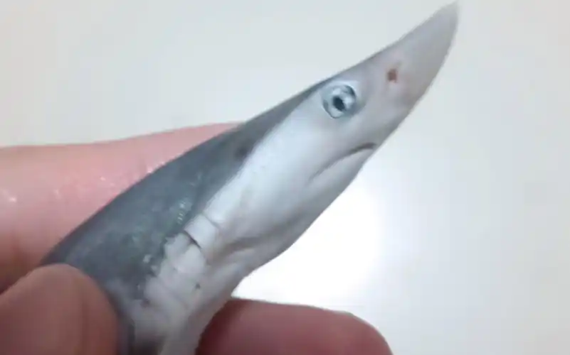 暑假海滩捡到的【大吻斜齿鲨】.