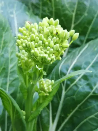 拍拍我家的小白菜花