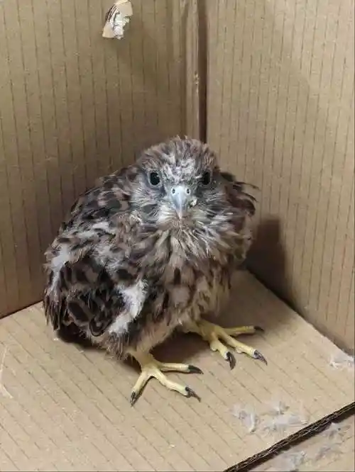 包头市固阳县林草局成功救助国家二级保护动物——红隼