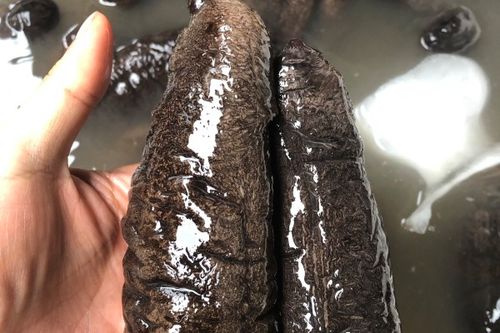 糙海参 17.0/斤 海参