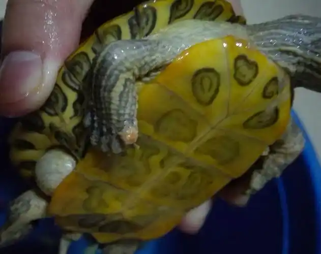 乌龟不断脱皮,皮上长了一些疮点,还倾浮在水面,请问是什么病?怎么治?