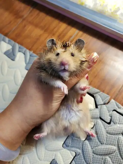 炭包Ⅰ金丝熊上手挣扎怎么办