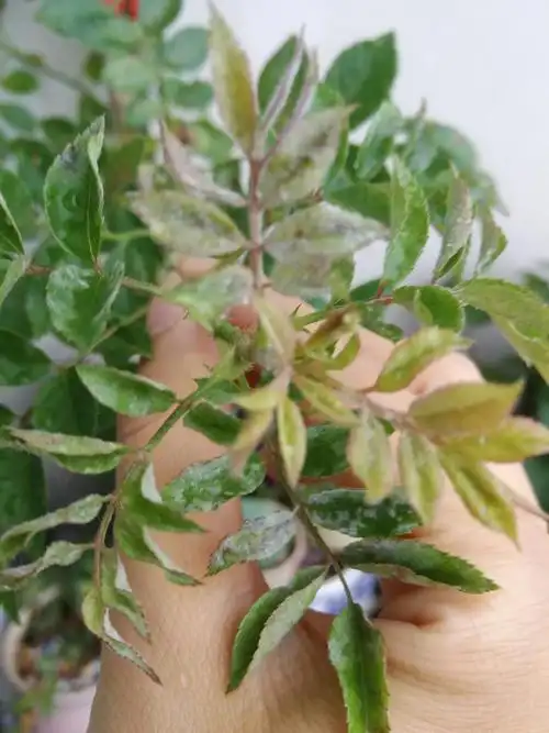 今天早上看到红木香,觉得叶子有点怪怪的,是不是得了什么病?