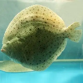 多宝鱼活鲜400g750g条￥48500g￥010g