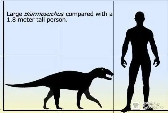 合弓纲:巴莫鳄亚目