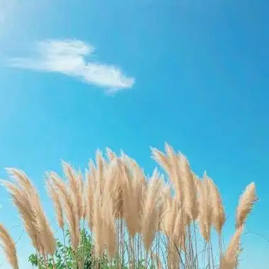 聚财招财旺财山水风景头像合集