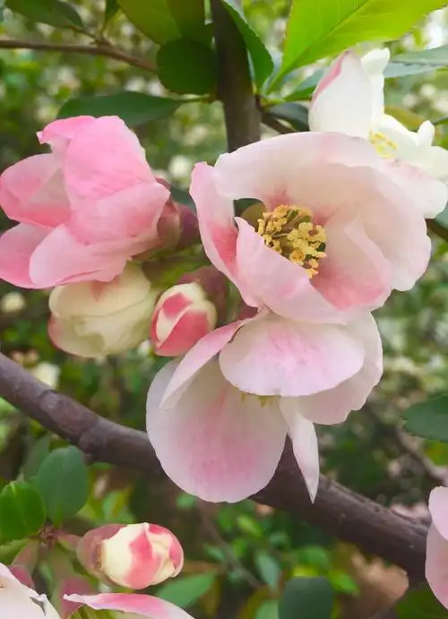 阳春三月, 海棠花盛开