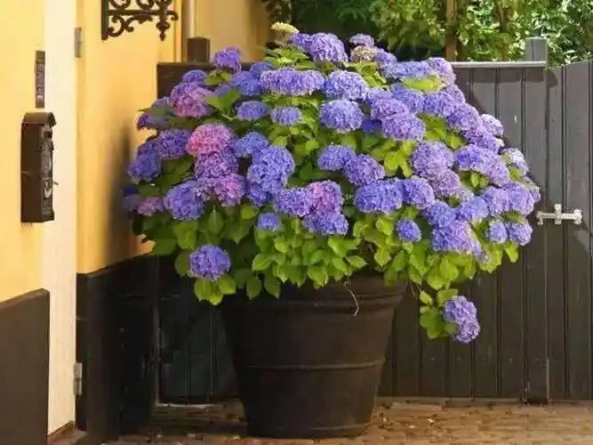 阳台只养"4种花",一年开3季,花繁叶茂,让阳台颜值高像花海