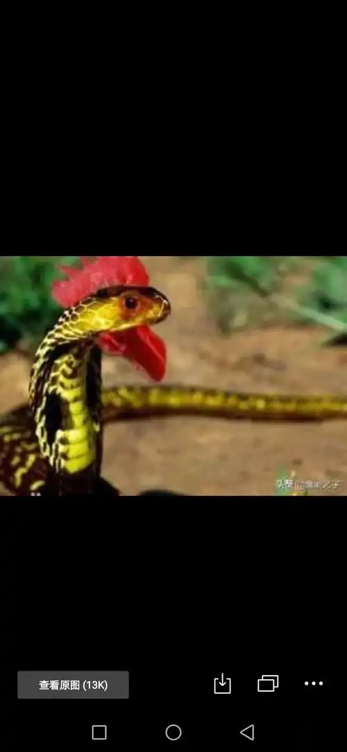 "鹤天珠"啊变化了鸡冠蛇