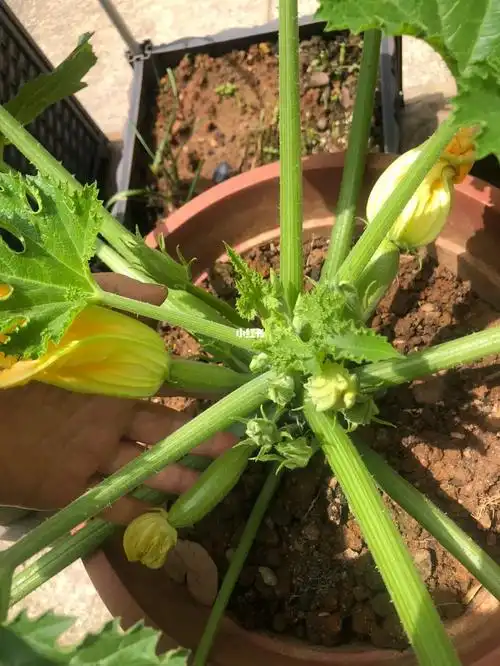 开雌花不开雄花养这么大的西葫芦好可惜