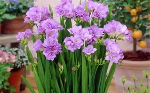 6种紫色盆栽花,阳台养几盆,天天"紫气东来",值得拥有_腾讯新闻