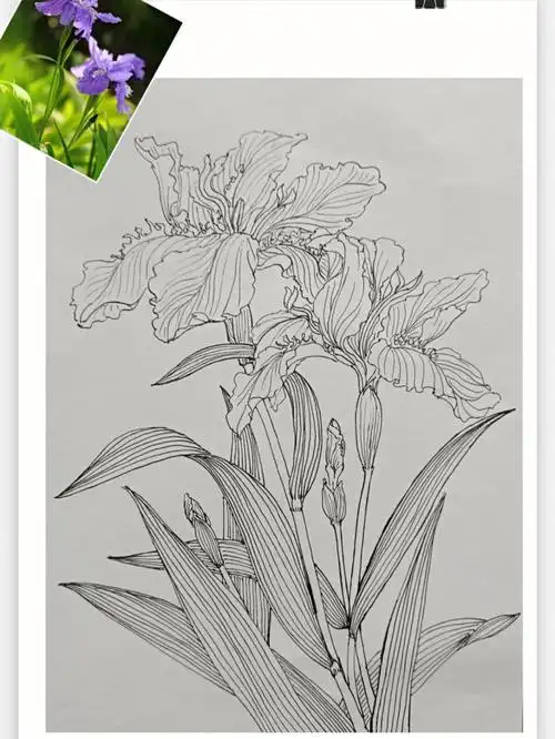 鸢尾花瓣柔软舒展画的时候下笔不要太用力让笔灵活的在纸上滑动为了