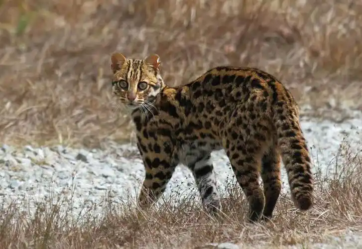 喜欢吃鸡的山狸子——豹猫