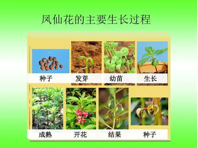 教科版三年级下册科学第一单元第七节《我们的大丰收》课件