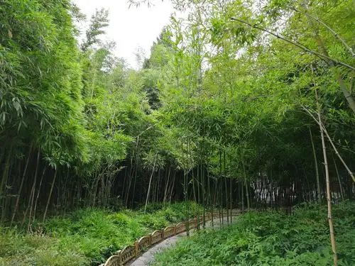 而悠长纤瘦的竹林小径,在体现园林意境方面更胜一筹.