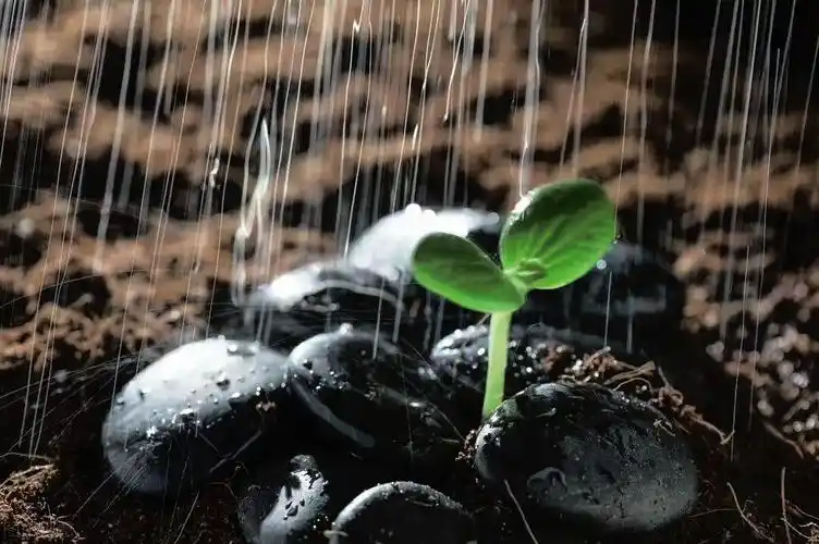 秋天里的第一场雨植物刚刚发芽享受着雨水的洗礼开始茁壮成长