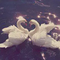 唯美天鹅情侣头像_微信头像图片大全