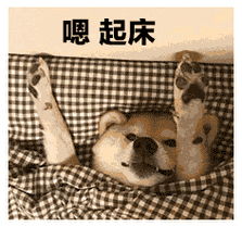 嗯,起床(狗子伸懒腰)_伸懒腰_狗子_起床表情