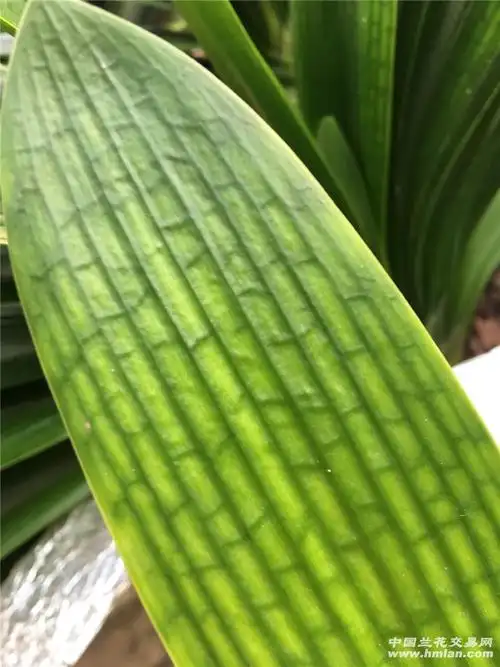 欣赏君子兰脉纹