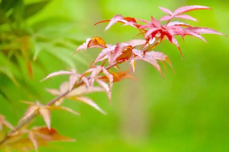 秋叶渐红鸡爪槭