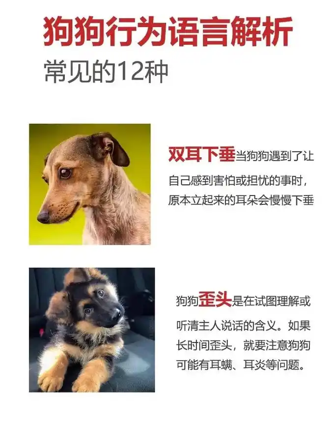 常见的12种狗狗行为语言解析