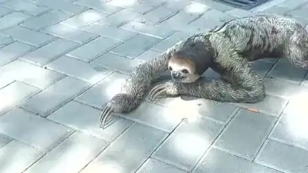 树懒确实挺恐怖的,因为跟人一样的身躯,而且还有那锋利的手抓!